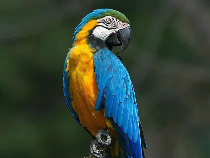 Download wallpaper 3840x2400 macaw, parrot, bird, color, beak 4k ultra hd 16:10 