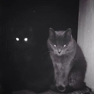 Кот ночью ходит
