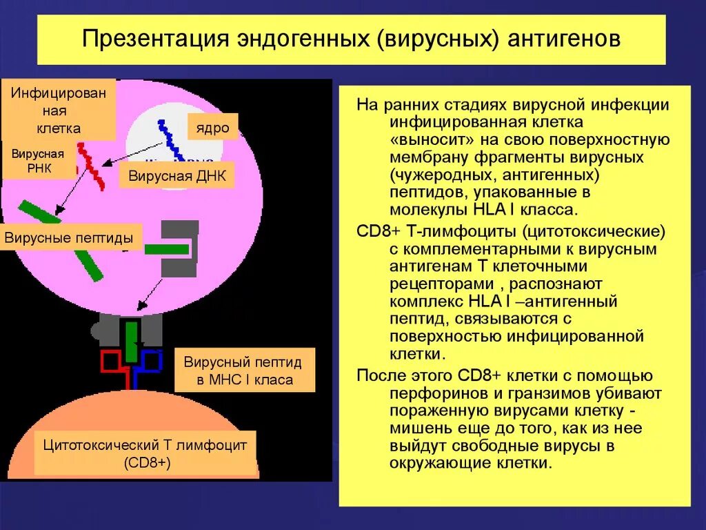 Экзогенные антигены. Презентация антигена комплекс гистосовместимости. Процессинг эндогенных антигенов. Презентация антигена. Процессинг и представление антигена.