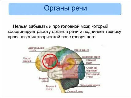 Совокупность органов человека необходимых для производства речи