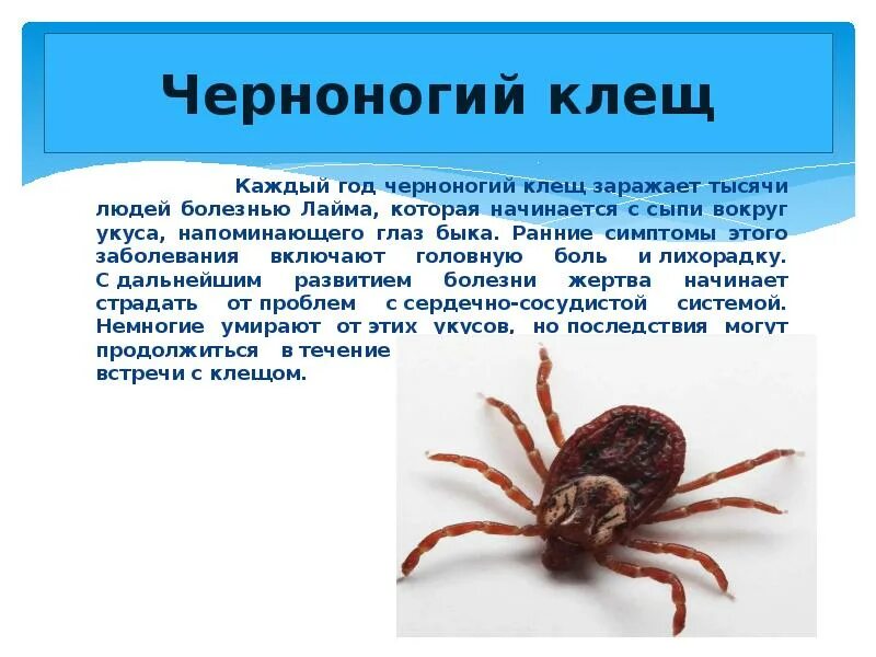 Самый ядовитый клещ. Собачий клещ ixodes ricinus. Гамазовые клещи. Клещ презентация для детей. Собачий клещ ixodes ricinus.