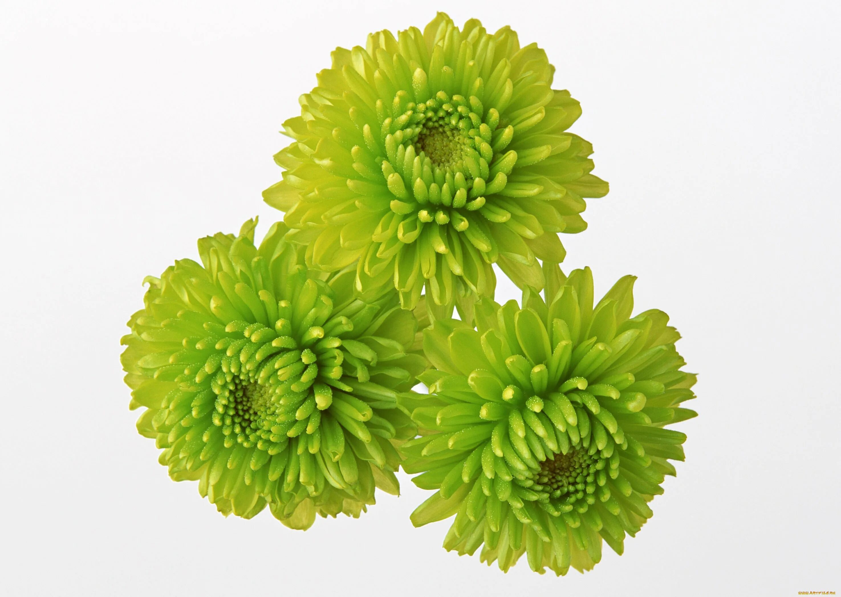 желто зеленые цветы. морозник зеленый цветок. орхидея цимбидиум зеленая. белый цветок с зеленой серединкой. зеленые цветы.