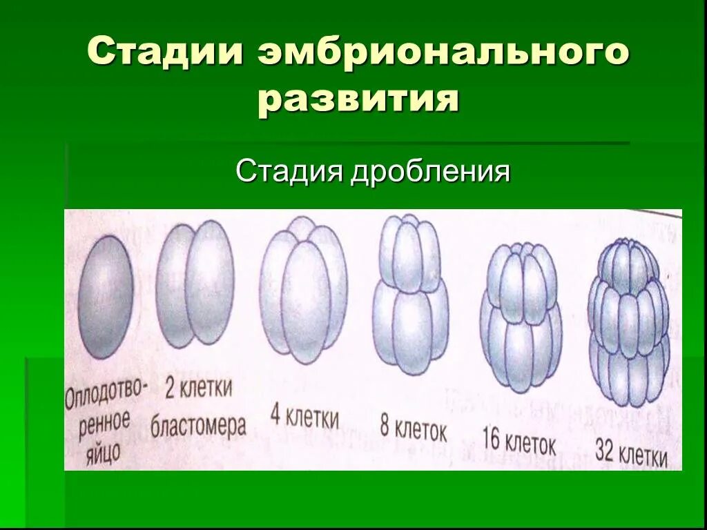 Зародышевое развитие организмов стадии. Стадии дробления. эмбриональное развитие дробление. индивидуальное развитие организма онтогенез этапы дробления. стадии эмбрионального развития стадия дробления.