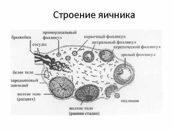 Лечение фолликулов. Внутреннее строение яичника анатомия. Яичник анатомия строение внешнее. Яичник схематическое строение. Микроскопическое строение яичников.