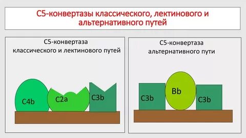 Путем ц