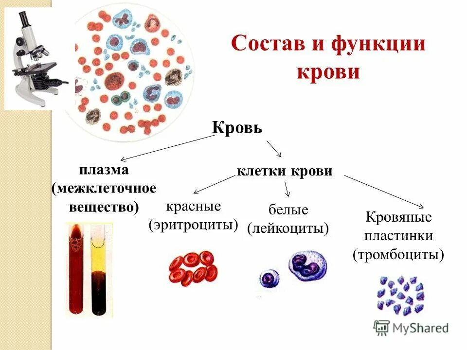 Кровь жидкая часть таблица. Схема строения состава крови. Строение и состав крови человека. Кровь человека строение и функции. Состав крови и строение крови.