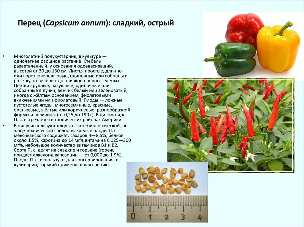 Чем полезен сладкий перец. Семейство Пасленовые перец сладкий. Болгарский капсикум перец. Сладкий перец описание растения. Перец острый однолетний или многолетний.