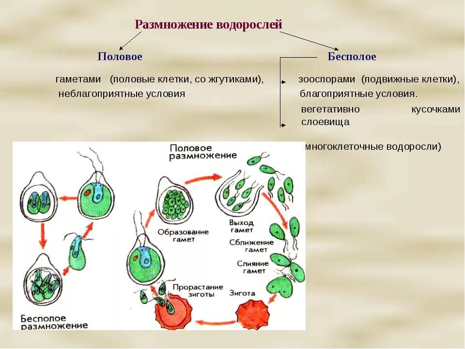 Схема полового размножения растений 6 класс. Бесполое размножение споровых растений. Схема размножения споровых растений. Споровое размножение схема.