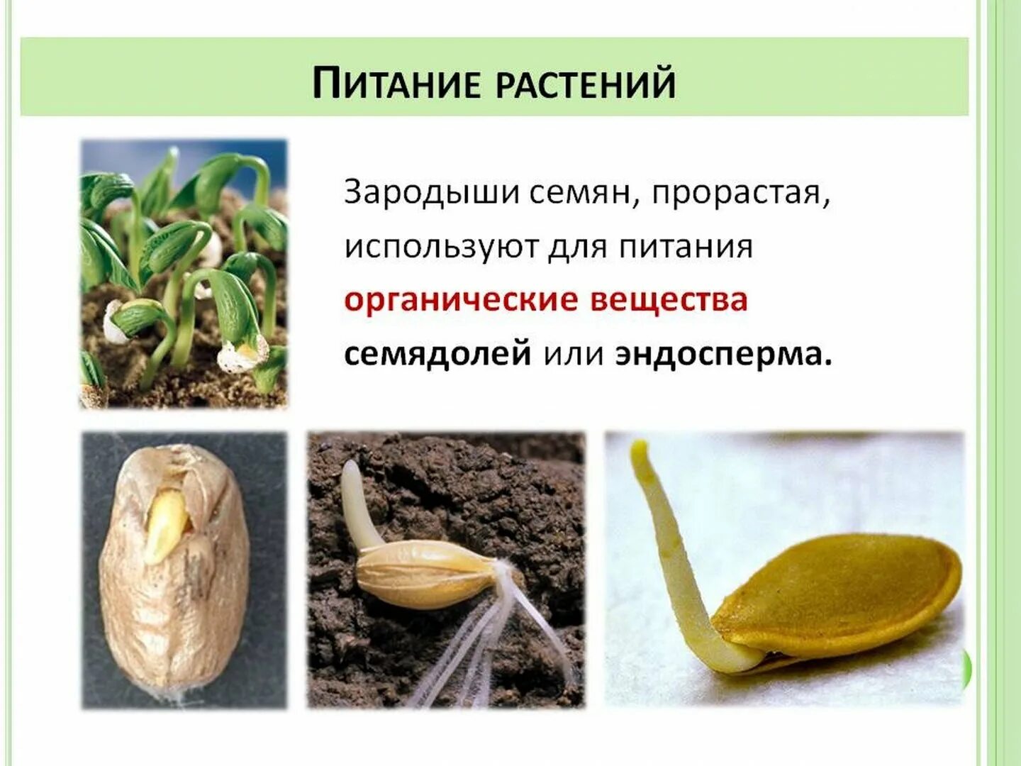 Выберите растения семена которых используют. Зародыш растения. Зародыш семени растения. Прорастание семян зачаток растения. Семена питание.