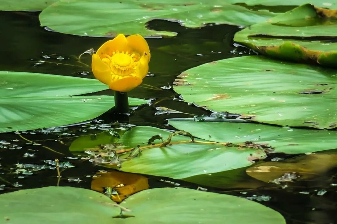 Водные растения у воды. Кубышка (Nuphar). Кубышка малая Nuphar pumila. Кубышка желтая (Nuphar lutea). Кубышка желтая водяная Лилия.