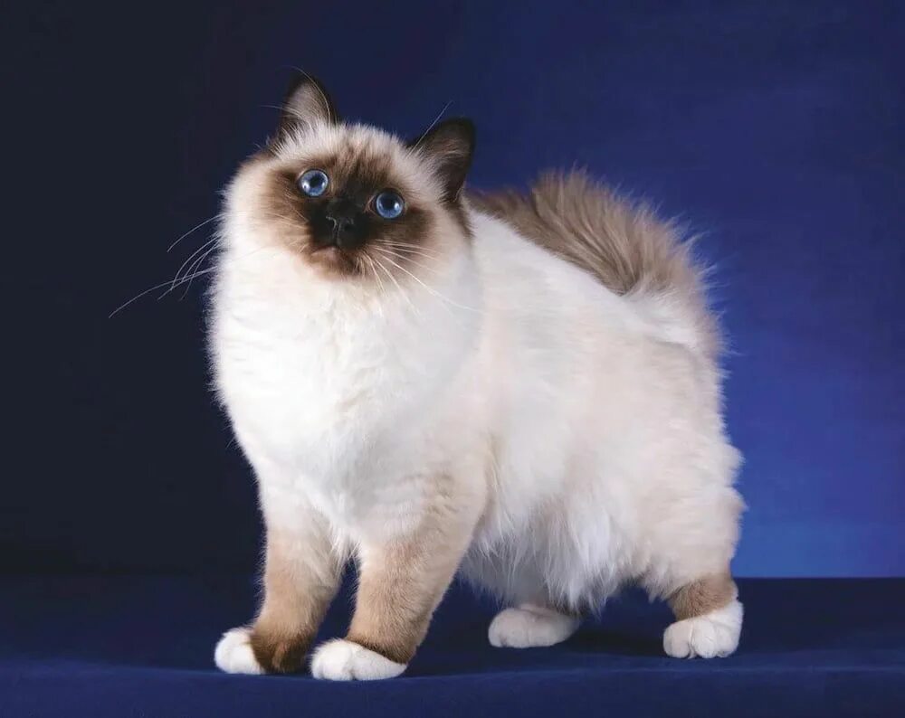 Treasuring cat