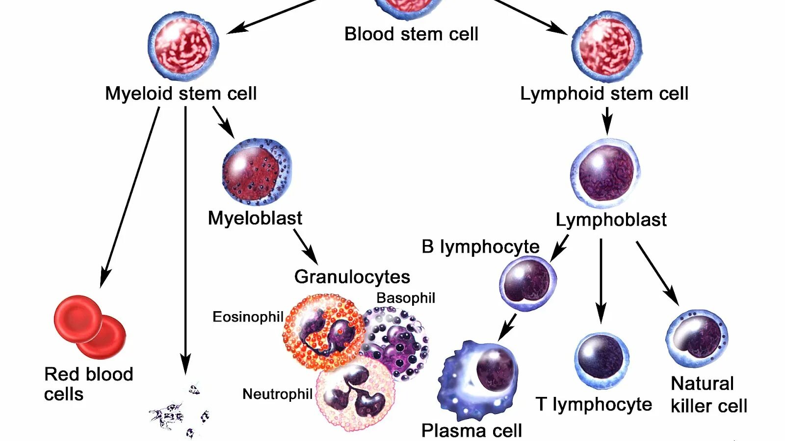 Промиелоциты и миелоциты. Миелоциты и метамиелоциты. Миелоцит микроскопия. Т-лимфоциты иммунной системы схема. Т и б клетки