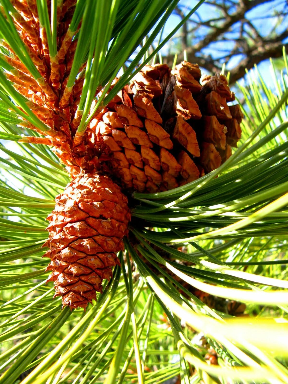 Хвойные орехи. Сибирский кедр плоды. Пинии кедровые орехи. Pinus Ponderosa хвоя. Кедр Сибирский орехи.