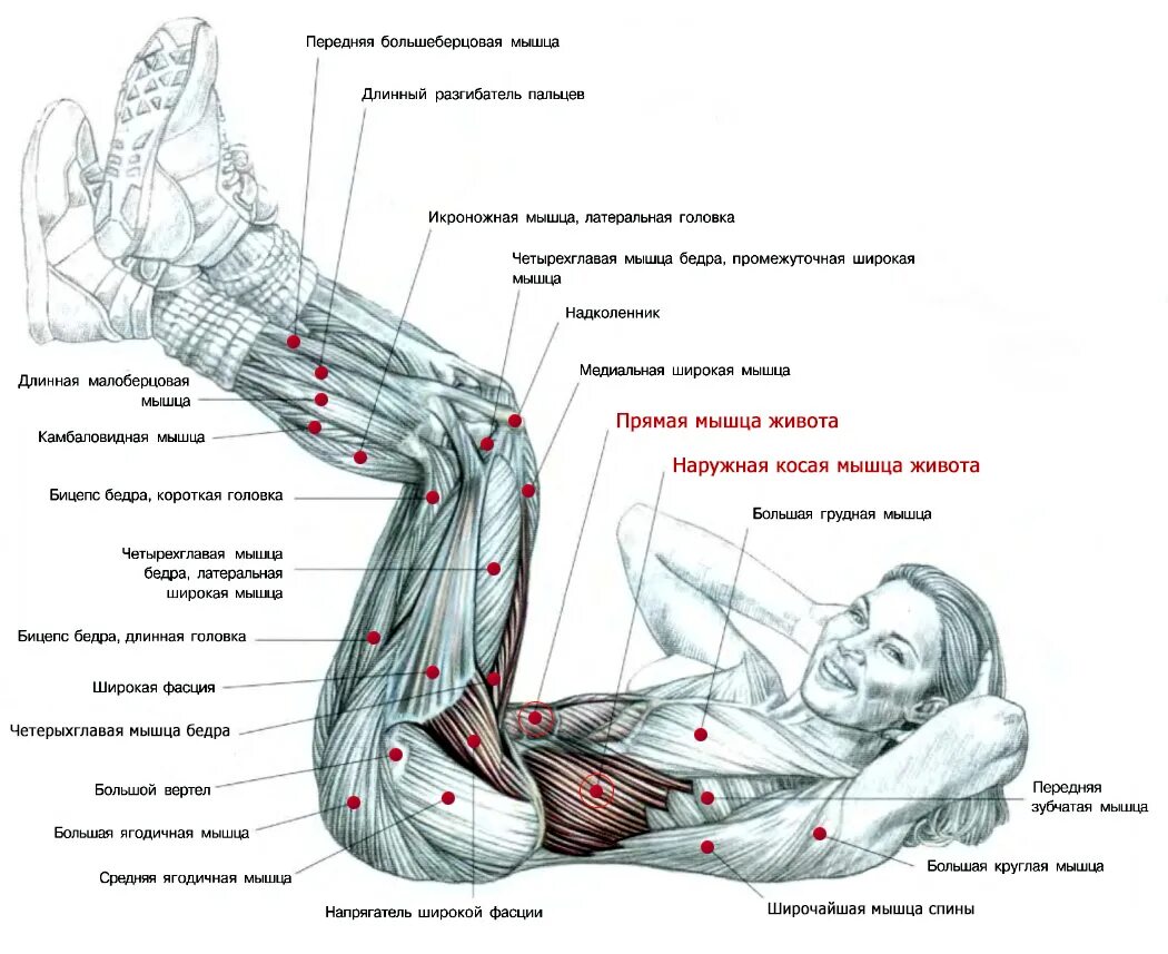 Средняя часть живота. Какие мышцы задействованы когда качаешь пресс. Мышцы пресса как накачать нижнюю часть. Как правильно делать упражнения на пресс. Качаем мышцы пресса в домашних условиях.