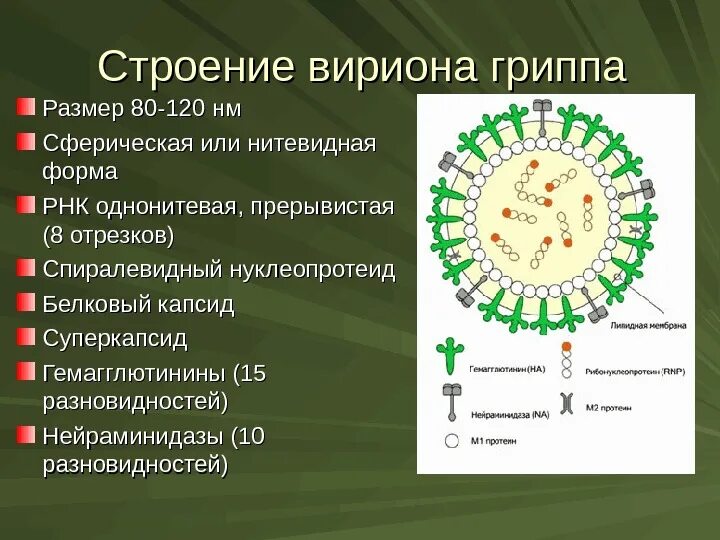 Грипп б 1. Строение вириона вируса гриппа. Схема строения вириона вируса гриппа. Структура вириона гриппа. Структура вириона вируса гриппп.