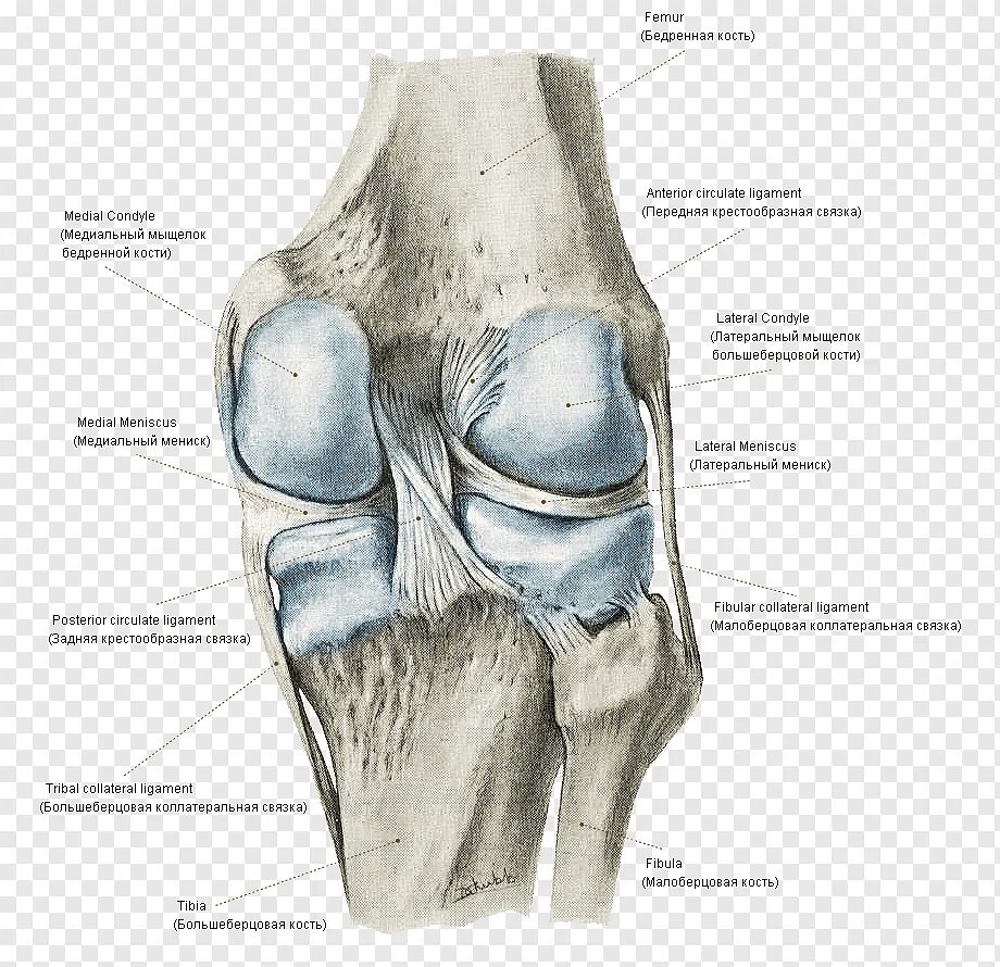Хондромаляция медиальных мыщелков бедренной кости. Крыловидные связки коленного сустава. Анатомия костей коленного сустава. Внутрисуставные элементы коленного сустава. Связки коленного сустава анатомия.