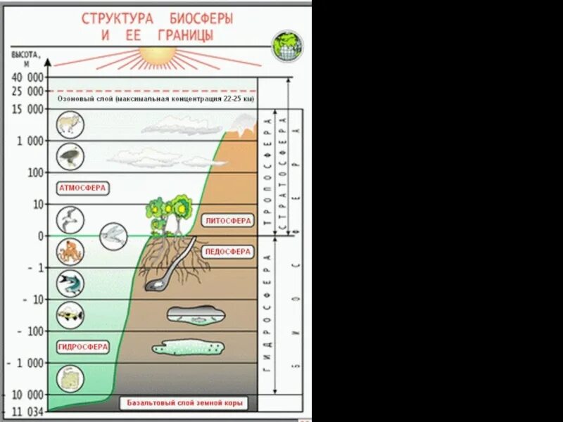 Структура и границы биосферы схема. Границы биосферы ЕГЭ биология. Границы, состав, структура биосферы. Границы биосферы состав биосферы. Структура биосферы 9 класс биология