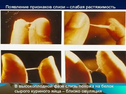 Во время овуляции хочется любви почему