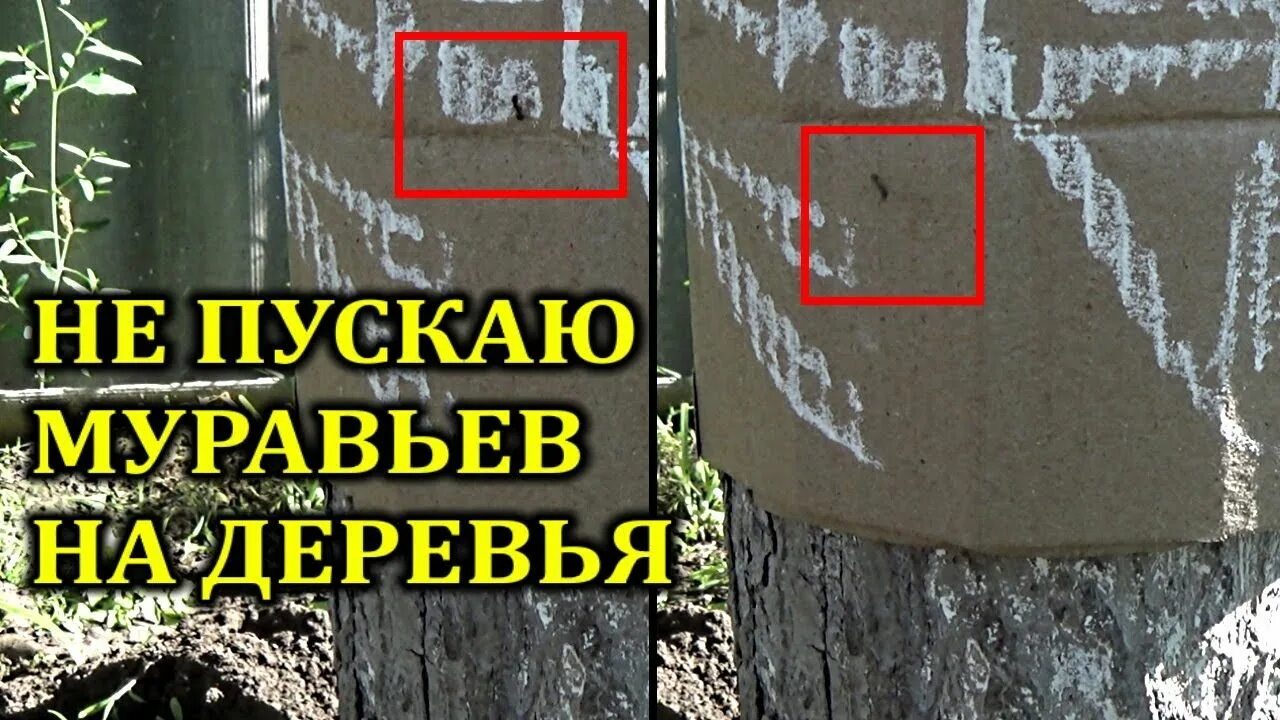 Народные средства от муравьев на плодовых деревьях. Защита деревьев от муравьев. борьба с муравьями на деревьях плодовых. гель от муравьев на ствол дерева.