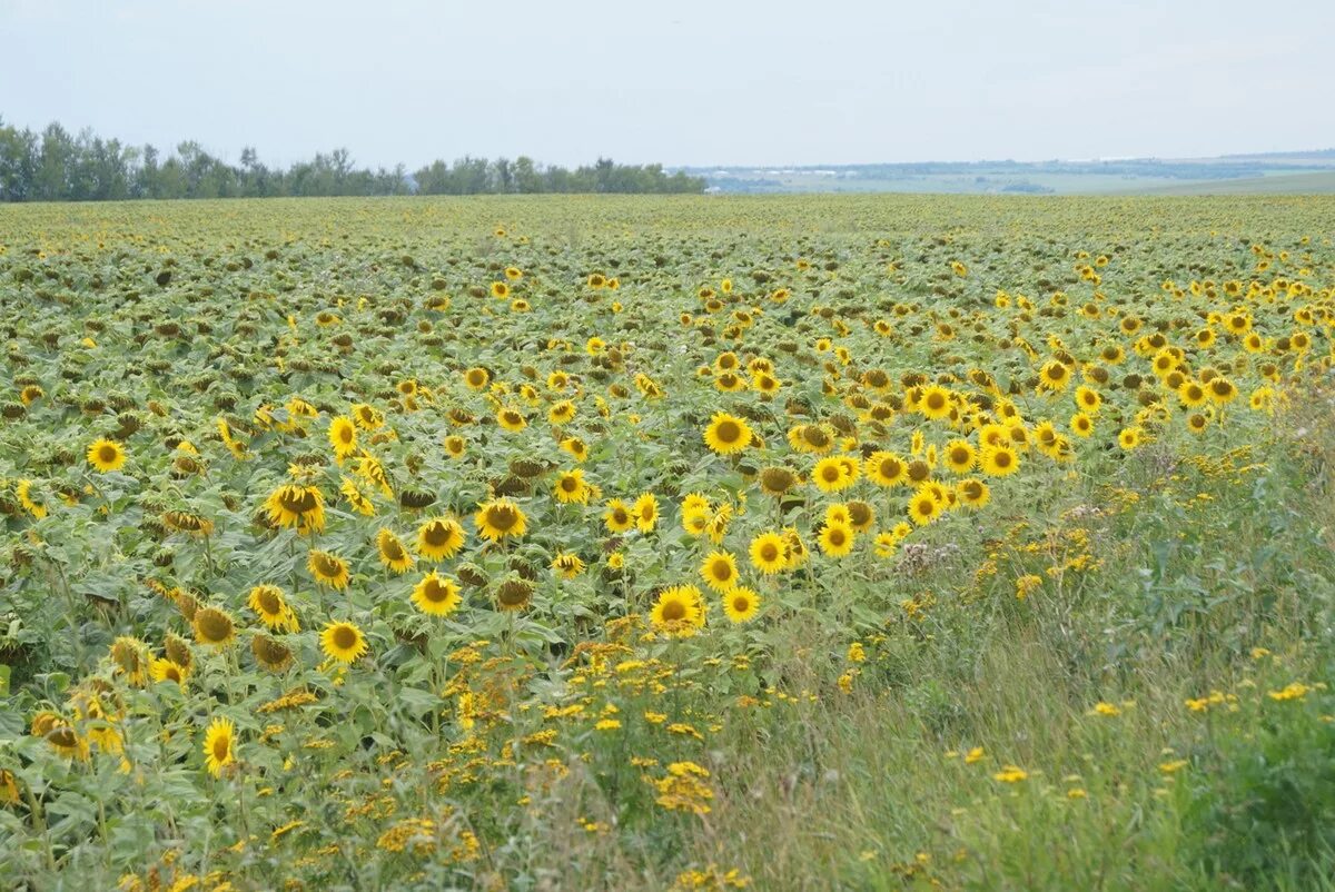 Подсолнечник степь. Поле подсолнухов в тульской области. Подсолнечник степь. Мас 87 ир гибрид подсолнечника. Подсолнуховое поле новосибирск.