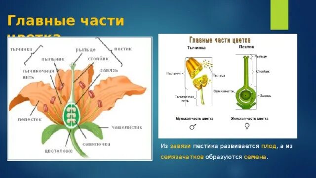 Цветок и плод развиваются. Цветок плод семя. Из завязи развивается плод. Сложные плоды. Этапы образования плодов.