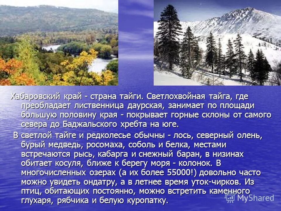 Хабаровский край на карте россии. Сообщение о хабаровском крае. Сообщение на тему хабаровский край. Презентация о хабаровском крае. Природные богатства хабаровского края.