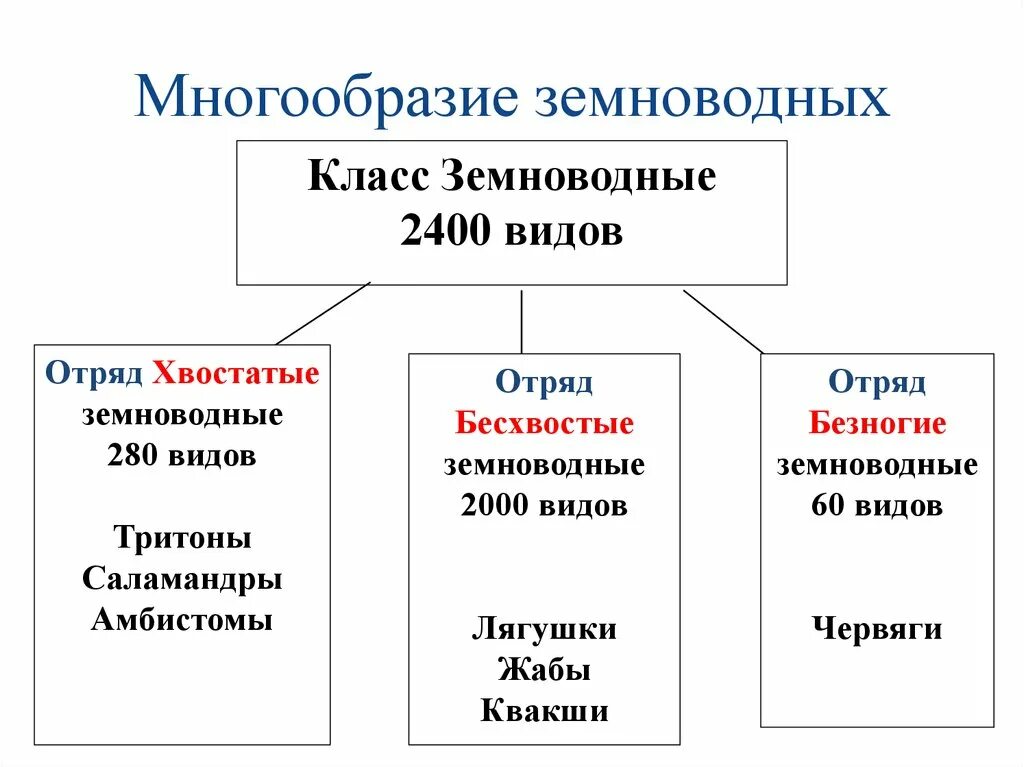 Класс земноводные многообразие. Земноводные классификация схема. Разнообразие и значение земноводных 7 класс таблица. Таблица многообразие земноводных 7 класс биология. Составить схему "классификация земноводных".