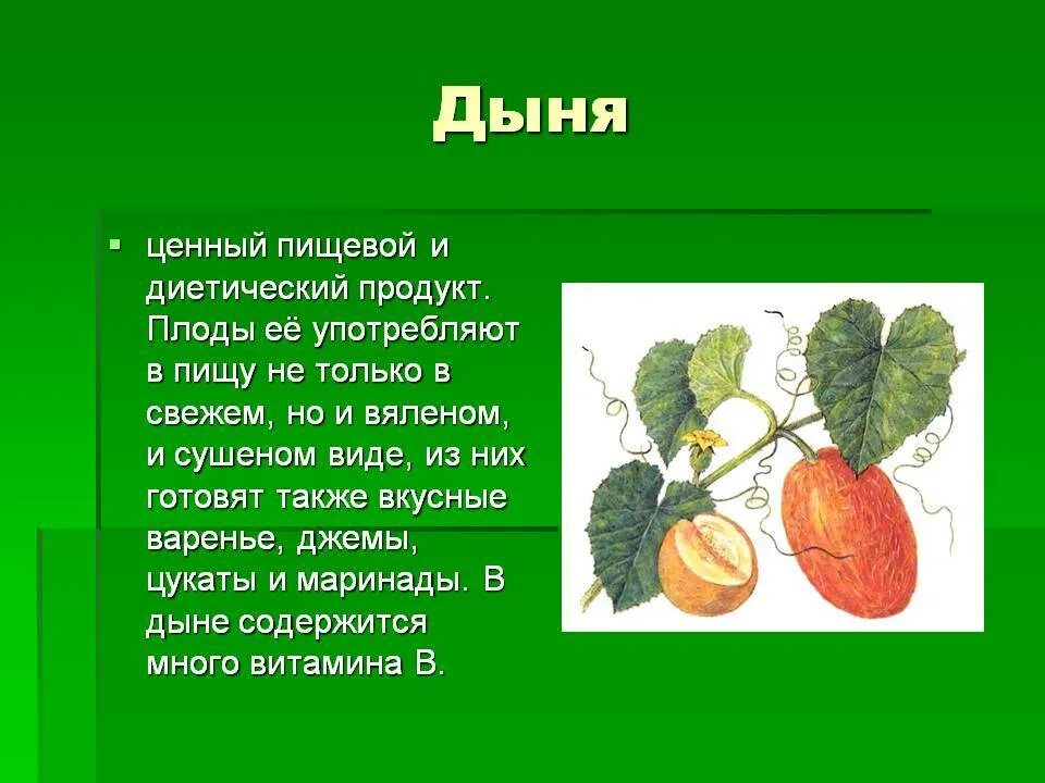 Класс дыни. Описание дыни. дыня для презентации. описать дыню. дыня для детей описание.
