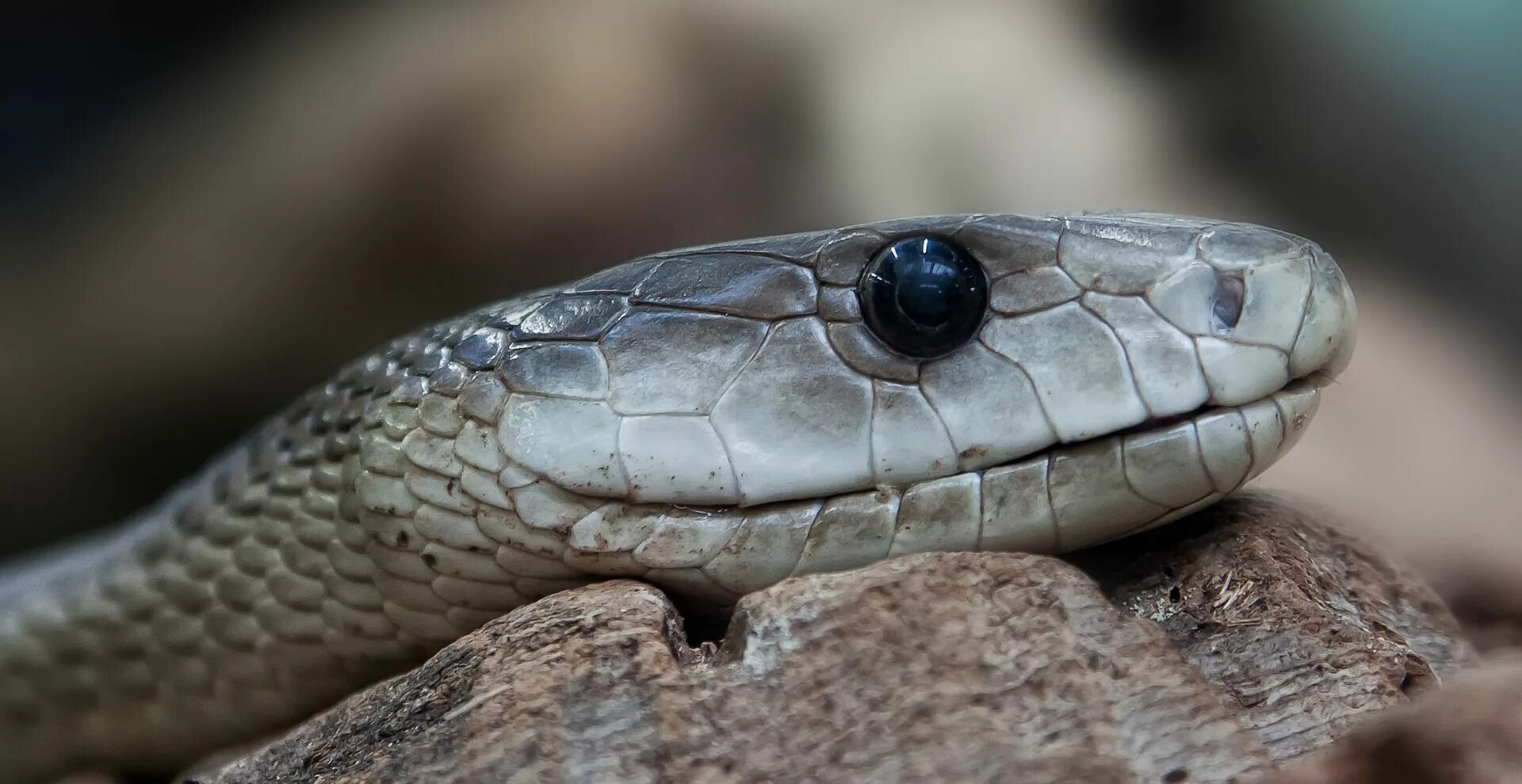 Черная змея кусает. Чёрная мамба Dendroaspis polylepis. Чёрная мамба змея и гадюка. Яд черной мамбы. Ядовитая змея черная мамба.