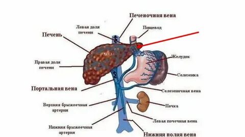 Портальная печень