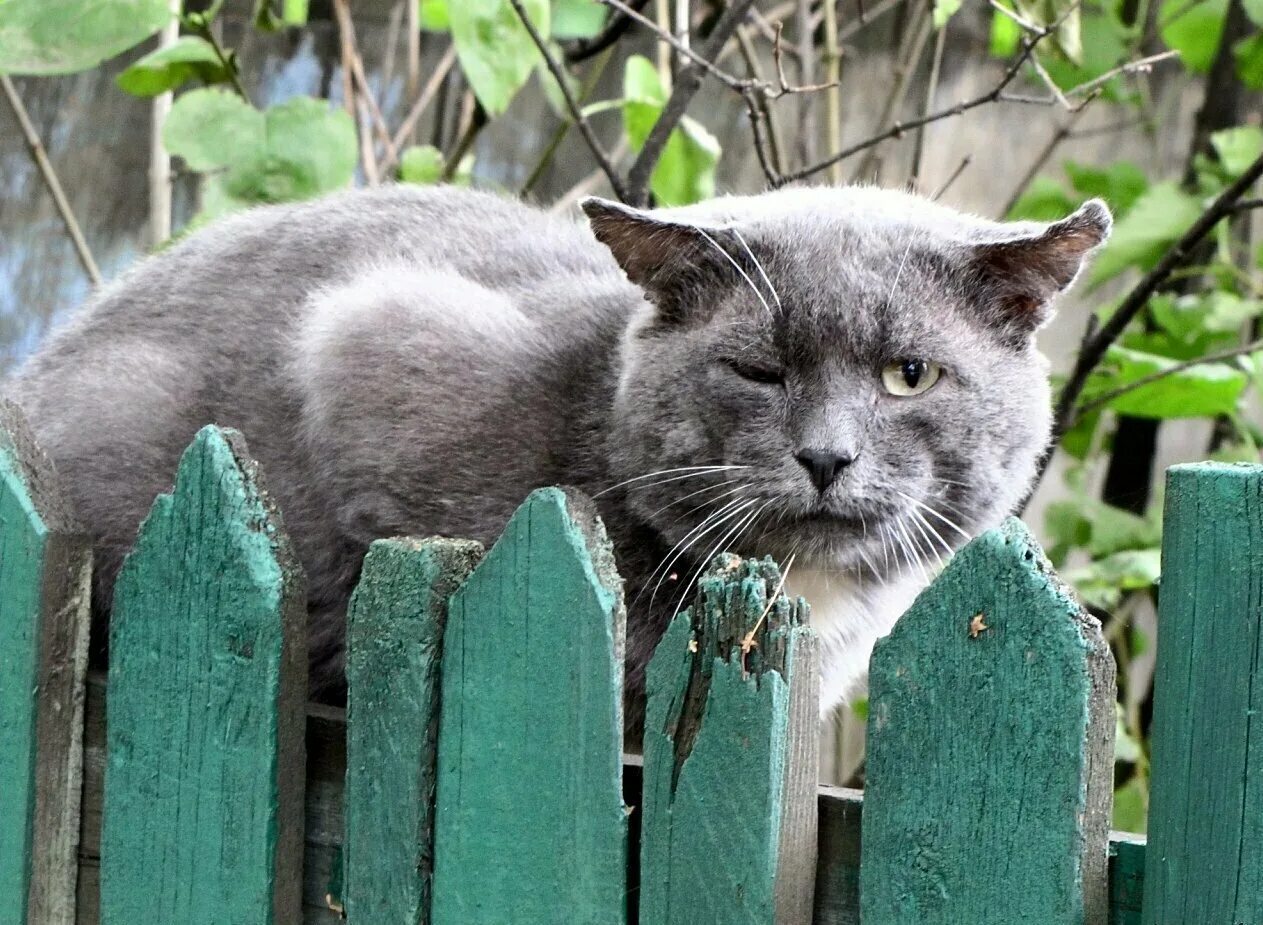 Сижу на заборе песня. Кот на заборе. коты на заборе. деревенский кот. деревенская кошка.
