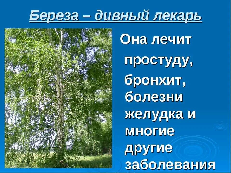 Презентация березка. Береза символ России. Береза символ. Проект на тему береза. Проект береза символ России.