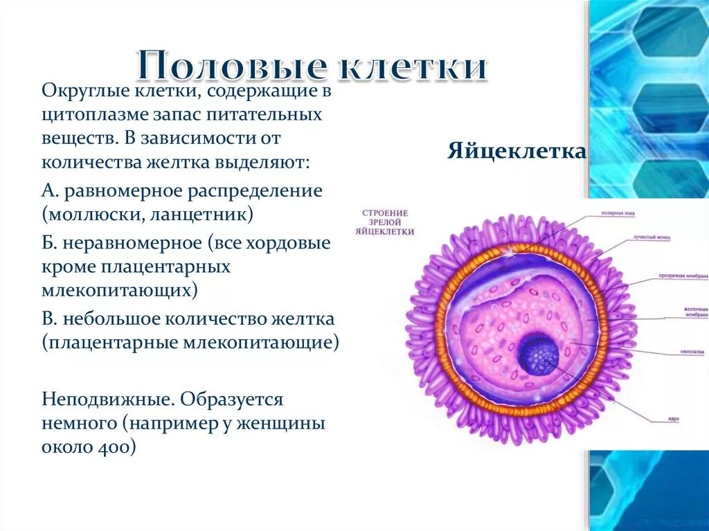 5 половые клетки содержат