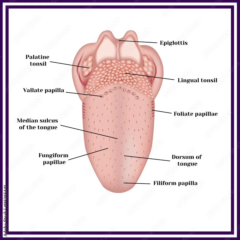 Foot tongue