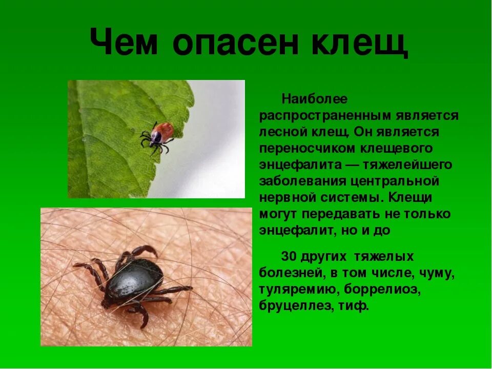 Как отличить клеща от других насекомых