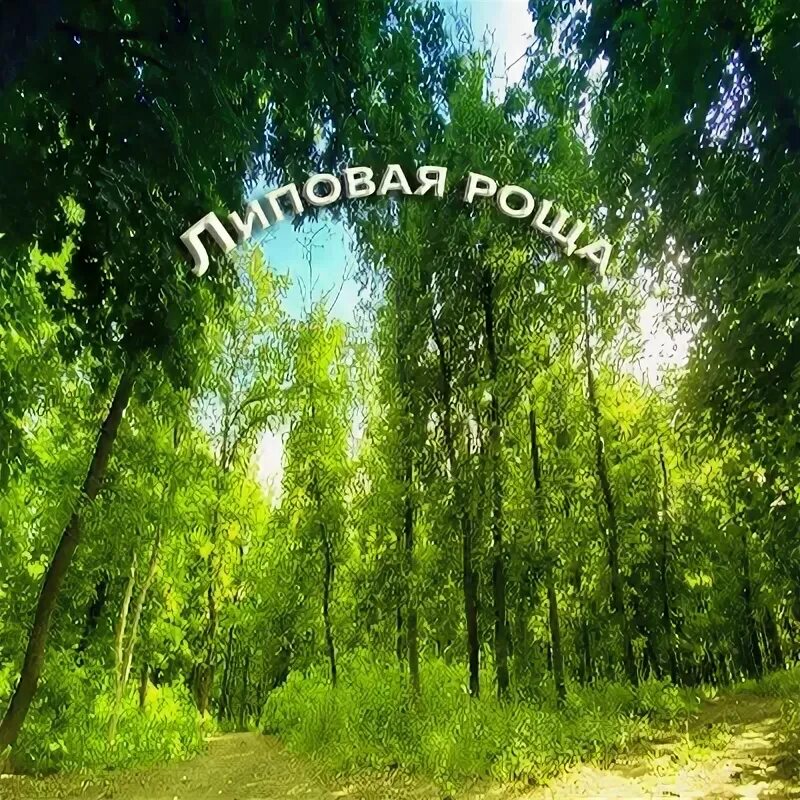 Реликтовая липовая роща. Экотропа березовая аллея. Тропинка в дубраве. Дорожка вывела нас из липовой рощи. ,thtpjdfz hjof bp ytqhjctb.