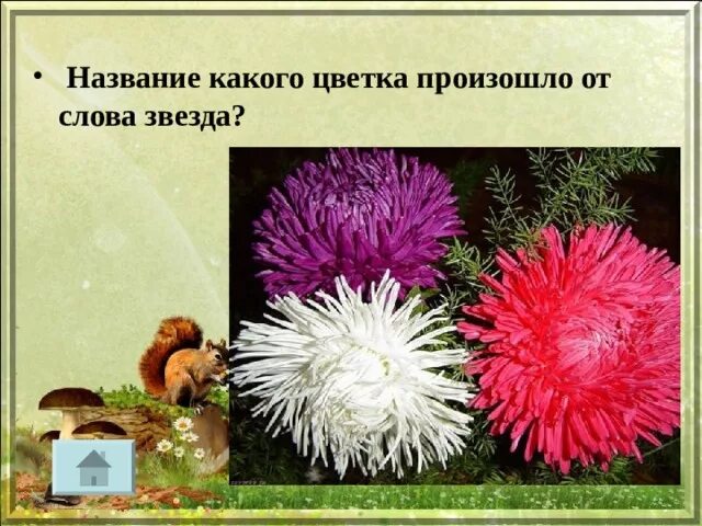 Название какого растения происходит от слова хвост. Название какого цветка произошло от слова звезда. название цветов произошедших от растений. имена цветочного происхождения. какой цветок произошел от слова звезда.