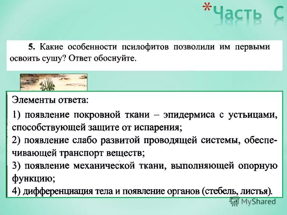 риниофиты споровые растения. псилофиты и риниофиты строение. какие особенности псилофитов позволили им первыми. особенности наземных растений которые позволили им освоить сушу. первые наземные растения.