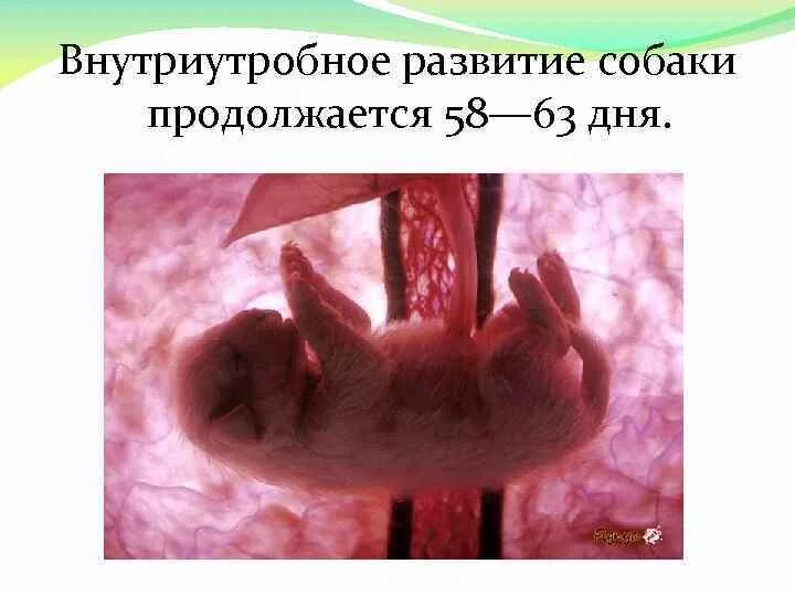 Пренатальный период эмбриональный. Внутриутробное развитие человека 8 класс. Животные в утробе матери. Внутриутробное развитие собаки. Внутриутробное развитие животных.