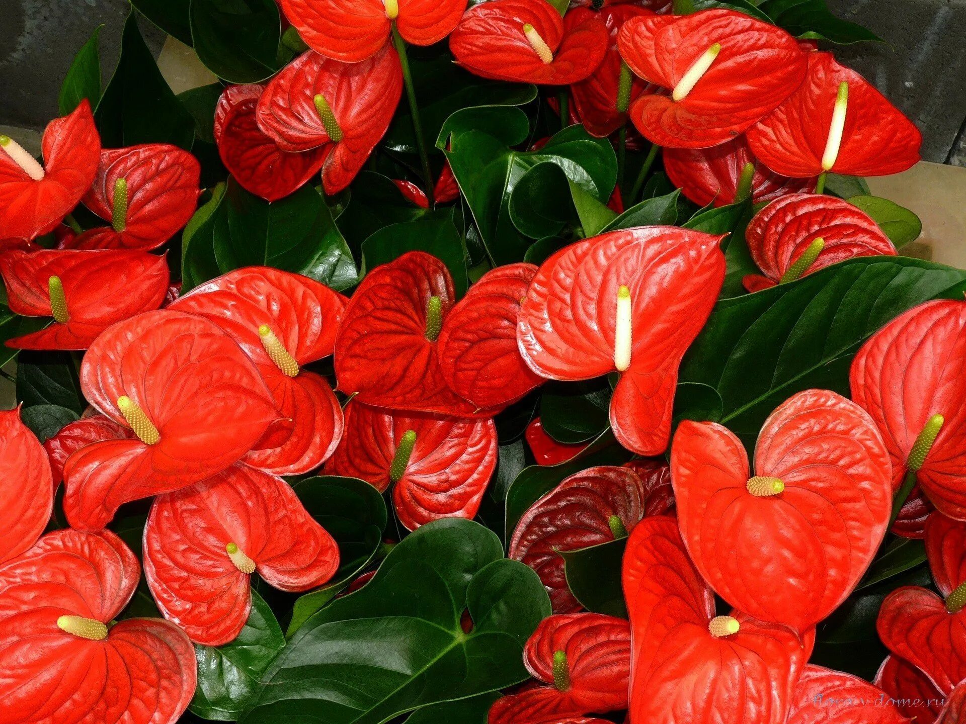Мужское счастье красный. Антуриум Флорида. Anthurium цветок. Антуриум Тропикал. Антуриум Андре красный.