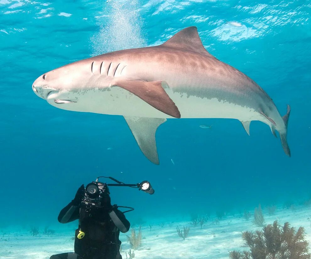 Рыбы зоология. Зоолог рыб. Дроздов николай николаевич в мире животных. Тигровая акула и человек. Зоолог рыб.