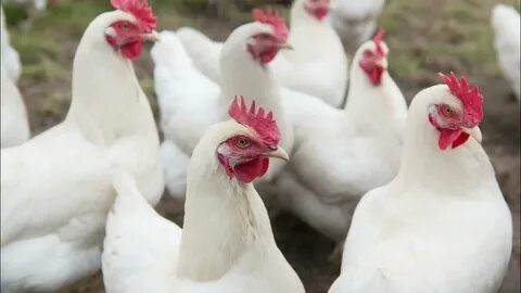 Белая птица родственница курицы