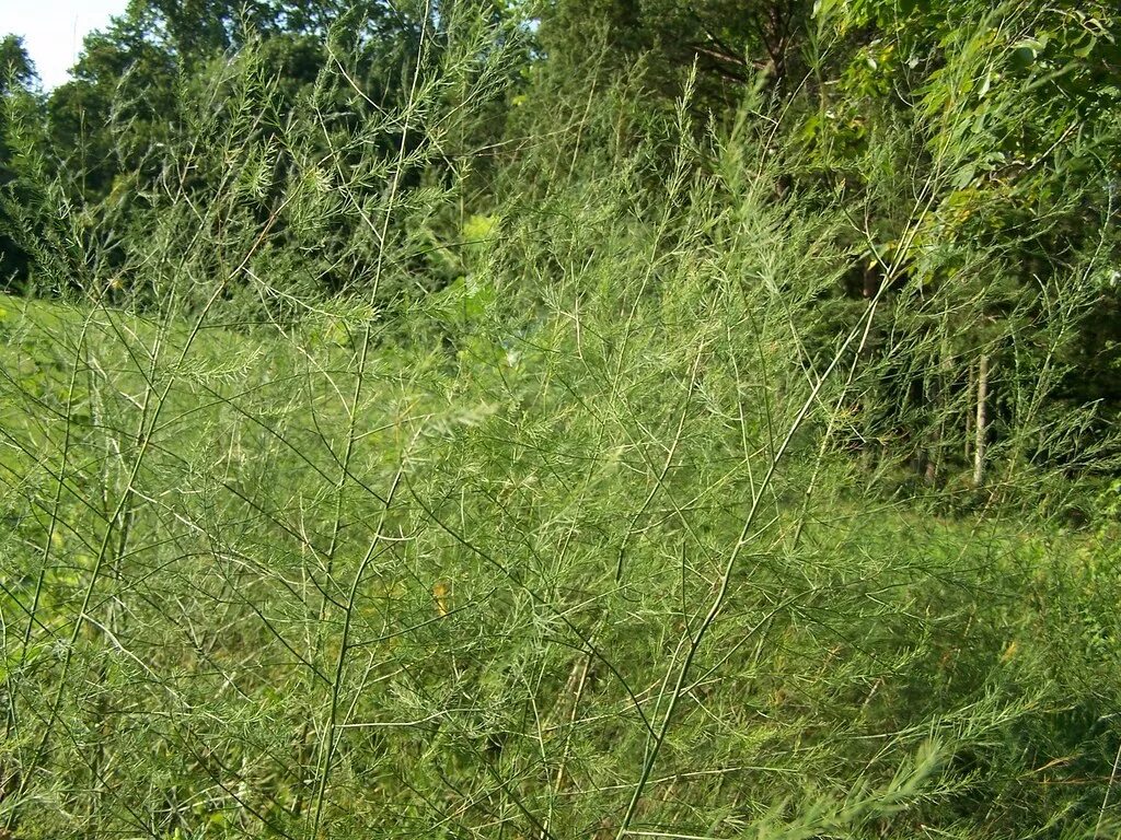 Asparagus verticillatus Image of an specimen Plantarium