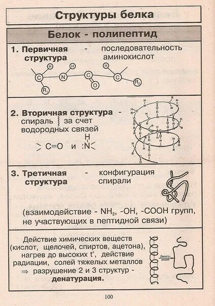 Структура белка биология 10 класс. Белки строение химия 10 класс. Структура белков химия кратко. Строение первичной структуры белка химия.