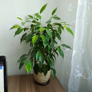Фикус бенджамина сорта