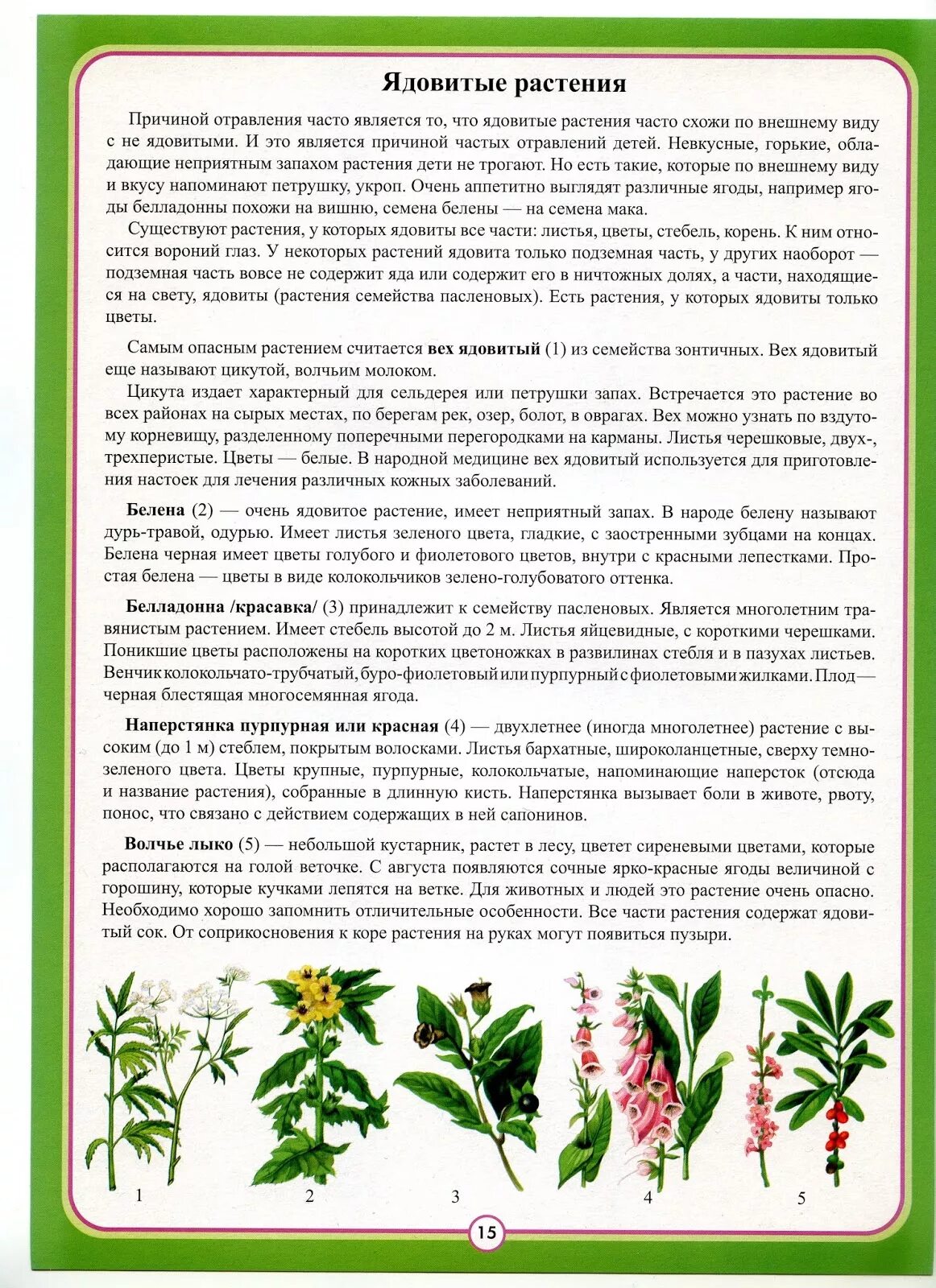 Памятка ядовитые растения 4 класс. Памятка ядовитые растения 4 класс. Памятка ядовитые растения. Памятка признаки ядовитых растений. Признаки несъедобных растений.