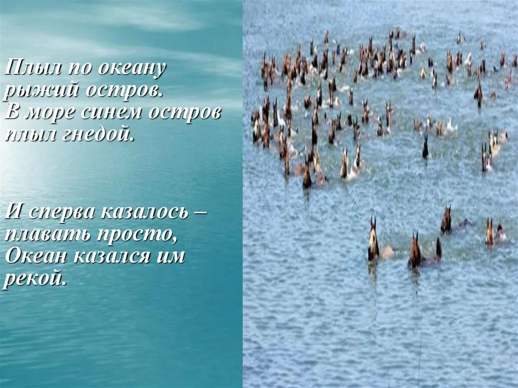 Лошади в океане Слуцкий 4 класс. Б А Слуцкий лошади в океане. Лошади в океане стихотворение. Лошади в океане стих Слуцкий.