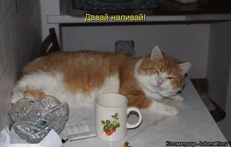 наливай поговорим. наливаю картинки прикольные. котоматрица доброе утро. давай наливай. мужики пьют на природе.