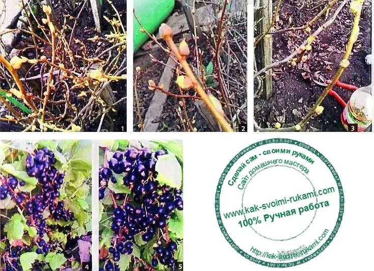 Очистка смородины. Варенья азербайджана черная ягода. Картофельные очистки. Черная смородина в ведре. Очистка смородины.