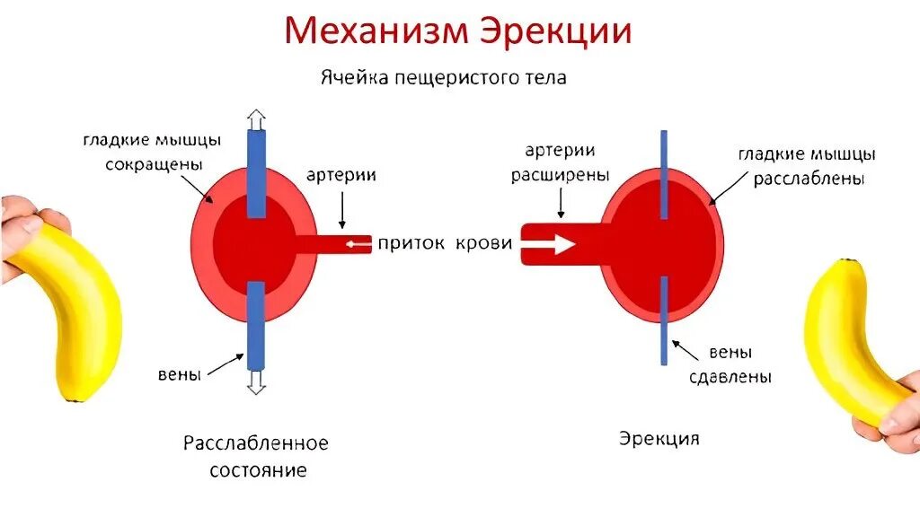 Отложенные вб. Механизм эрекции анатомия. Механизм эрекции у мужчин. Эрективная дисфункция. Возбуждение мужского полового члена.